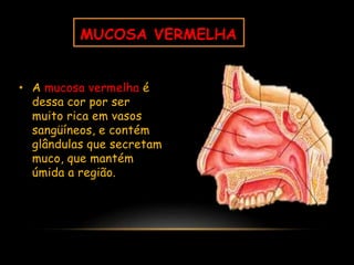 • A mucosa vermelha é
dessa cor por ser
muito rica em vasos
sangüíneos, e contém
glândulas que secretam
muco, que mantém
úmida a região.
MUCOSA VERMELHA
 