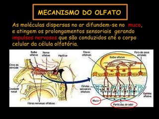 MECANISMO DO OLFATO
As moléculas dispersas no ar difundem-se no muco,
e atingem os prolongamentos sensoriais gerando
impulsos nervosos que são conduzidos até o corpo
celular da célula olfatória.
 
