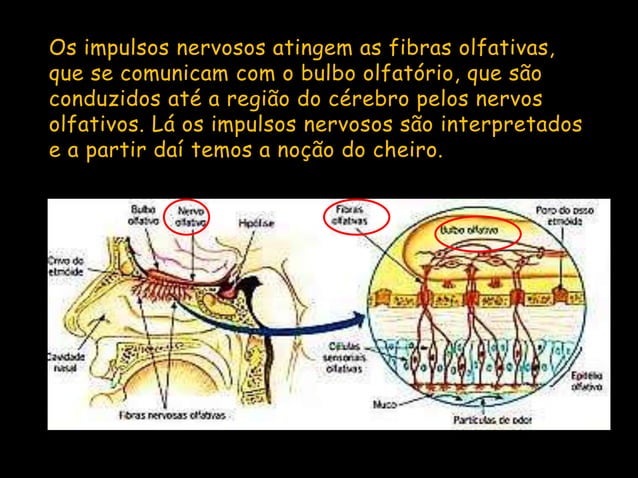 Sentido da olfação | PPTX