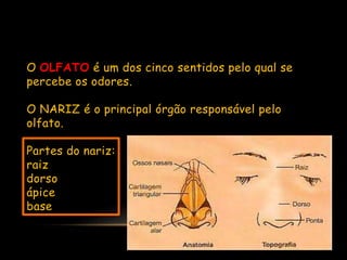 O OLFATO é um dos cinco sentidos pelo qual se
percebe os odores.
O NARIZ é o principal órgão responsável pelo
olfato.
Partes do nariz:
raiz
dorso
ápice
base
 