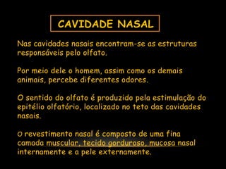 CAVIDADE NASAL
Nas cavidades nasais encontram-se as estruturas
responsáveis pelo olfato.
Por meio dele o homem, assim como os demais
animais, percebe diferentes odores.
O sentido do olfato é produzido pela estimulação do
epitélio olfatório, localizado no teto das cavidades
nasais.
O revestimento nasal é composto de uma fina
camada muscular, tecido gorduroso, mucosa nasal
internamente e a pele externamente.
 