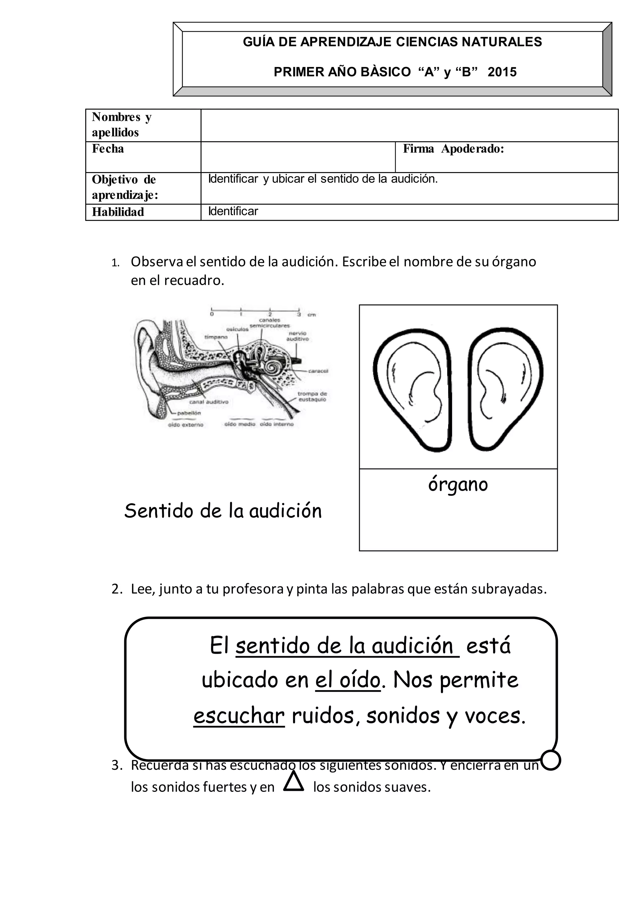 Sentido Ax Sentido de audición 1º básico los sentidos | DOCX