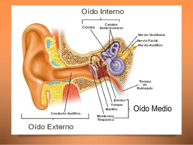 Sentido de la audición