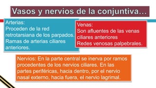 NerviosNo existen propiamente nervios en la retina, aparte de las fibras del nervio óptico.