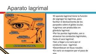 Los filetes nerviosos que alcanzan a la membrana siguiendo arterias son probablemente vasomotores que regularizan la intensidad de la circulación.Porción iridociliar de la retinaLa parte de la zona ciliar reduce a la retina a una delgada membrana.Para llegar a la retina e impresionarla, los rayos luminosos deben atravesar:La cornea