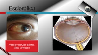 OjoCavidad OrbitariaTechoPisoPared internaPared externaCubierta de periosteo