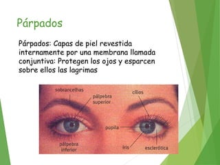 Párpados
Párpados: Capas de piel revestida
internamente por una membrana llamada
conjuntiva: Protegen los ojos y esparcen
sobre ellos las lagrimas
 
