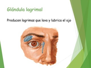 Glándula lagrimal
Producen lagrimas que lava y lubrica el ojo
 
