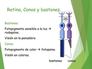 Retina, Conos y bastones
bastones conos
Bastones:
Fotopigmento sensible a la luz 
rodopsina.
Visión en la penumbra
Conos:
Fotopigmento de color  fotopsina.
Visión en colores.
 
