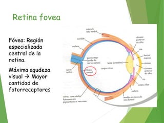 Retina fovea
Fóvea: Región
especializada
central de la
retina.
Máxima agudeza
visual  Mayor
cantidad de
fotorreceptores
 