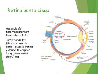 Retina punto ciego
Ausencia de
fotorreceptores
Insensible a la luz
Punto donde las
fibras del nervio
óptico dejan la retina
y donde se originan
los grandes vasos
sanguíneos
 