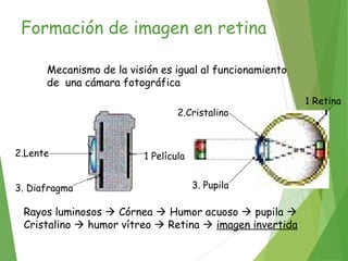 Formación de imagen en retina
Mecanismo de la visión es igual al funcionamiento
de una cámara fotográfica
Rayos luminosos  Córnea  Humor acuoso  pupila 
Cristalino  humor vítreo  Retina  imagen invertida
2.Lente
3. Diafragma
1 Película
2.Cristalino
1 Retina
3. Pupila
 