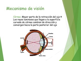 Mecanismo de visión
Córnea: Mayor parte de la retracción del ojo
Los rayos luminosos que llegan a la superficie
curvada de córnea cambian de dirección y
convergen hacia la parte posterior del ojo
 