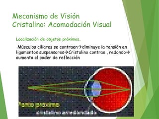 Mecanismo de Visión
Cristalino: Acomodación Visual
Localización de objetos próximos.
Músculos ciliares se contraendiminuye la tensión en
ligamentos suspensoresCristalino contrae , redondo
aumenta el poder de reflección
 
