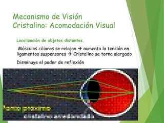 Mecanismo de Visión
Cristalino: Acomodación Visual
Localización de objetos distantes.
Músculos ciliares se relajan  aumenta la tensión en
ligamentos suspensores  Cristalino se torna alargado
Disminuye el poder de reflexión
 