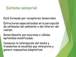 Sistema sensorial
Está formado por receptores sensoriales
Estructuras especializadas en la percepción
de estímulos del ambiente o del interior del
cuerpo.
Generalmente son neuronas o células
epiteliales modificadas.
Conducen la información del medio y
transmiten al encéfalo que interpreta y
genera respuestas adaptativas
 