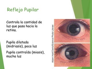 Reflejo Pupilar
Controla la cantidad de
luz que pasa hacia la
retina.
Pupila dilatada
(midriasis), poca luz
Pupila contraída (miosis),
mucha luz
 