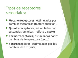 Tipos de receptores
sensoriales:
 Mecanorreceptores, estimulados por
cambios mecánicos (tacto y audición).
 Quimiorreceptores, estimulados por
sustancias químicas. (olfato y gusto)
 Termorreceptores, estimulados porlos
cambios de temperatura (tacto).
 Fotorreceptores, estimulados por los
cambios de luz (vista).
 