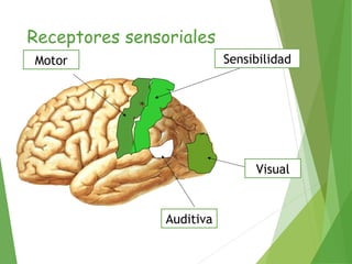 Receptores sensoriales
Motor
Auditiva
Visual
Sensibilidad
 
