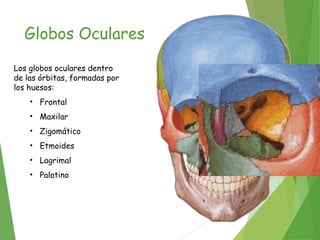 Globos Oculares
Los globos oculares dentro
de las órbitas, formadas por
los huesos:
• Frontal
• Maxilar
• Zigomático
• Etmoides
• Lagrimal
• Palatino
 