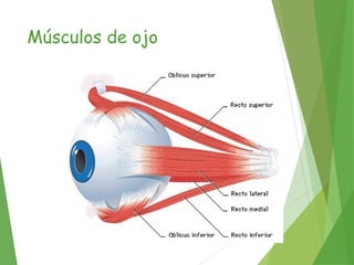 Músculos de ojo
 