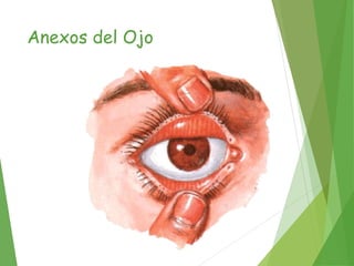 Anexos del Ojo
 