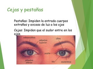 Cejas y pestañas
Pestañas: Impiden la entrada cuerpos
extraños y exceso de luz a los ojos
Cejas: Impiden que el sudor entre en los
ojos.
 