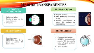 • Refacciona la luz,
• Permite el paso de los
rayos luminosos
• Avascular.
HUMOR VITREO
HUMOR ACUOSO
EL CRISTALINO
LA CÓRNEA
TRANSPARENTE
• Consistencia gelatinosa
• OCUPA: compartimento
posterior del ojo entre la
retina y la parte posterior
del cristalino
• no se recambia .
• Liquido incoloro
• SITUADO: en el cristalino y
el iris
• Cambia directamente a
través del conducto de
SCHELEMN
• Lente biconvexo
• UBICADO: tras de la
pupila y delante del
humor vítreo.
MEDIOS TRANSPARENTES
 