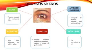 PARPADOPESTAÑAS
CEJAS
MÚSCULOS
APARATO
LAGRIMAL
ORGANOS ANEXOS
• Protector contra el
polvo y retiene el
sudor.
• Pliegues cutáneos
musculo-membranoso
recubre y protege el
globo ocular.
• Da
movimiento al
ojo
• Encargado de
producir
lagrimas, para
lubricar del ojo
• Sirve como
protección del
polvo y la luz.
 