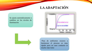 LAADAPTACIÓN
Se ajusta automáticamente a
cambios en los niveles de
iluminación
Pasa de ambientes oscuros a
luminosos el proceso es muy
rápido pero en caso contrario es
mucho más lento
 