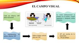 EL CAMPO VISUAL
Cada ojo observa 150º
plano horizontal.
La superposición de
ambos, abarcan 180º Sobre el plano vertical
sólo son 130º
La visión tridimensional se
produce en el cerebro, cuando
superpone e interpreta ambas
imágenes.
• 60º por encima de la
horizontal.
• 70º por debajo.
 