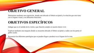 OBJETIVO GENERAL
Determinar mediante una exposición donde está ubicado el lóbulo occipital y la relación que este tiene
con el órgano visual y sus diferentes funciones.
OBJETIVOS ESPECÍFICOS
Indagar que es el sentido de la visión y que función cumple en nuestro diario vivir.
Explicar mediante una maqueta donde se encuentra ubicado el lóbulo occipital y cuáles son las partes el
globo ocular.
Reconocer las diferentes patologías que se pueden llegar a producir en el órgano de la vista.
 