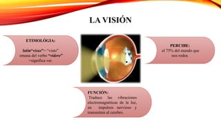 LA VISIÓN
ETIMOLÓGIA:
latín“visus”= “visto”
emana del verbo “videre”
=significa ver.
PERCIBE:
el 75% del mundo que
nos rodea.
FUNCIÓN:
Traduce las vibraciones
electromagnéticas de la luz,
en impulsos nervioso y
transmiten al cerebro.
 