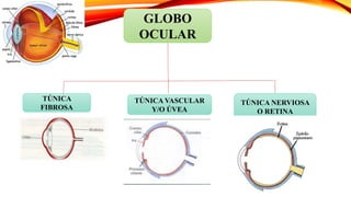GLOBO
OCULAR
TÚNICA NERVIOSA
O RETINA
TÚNICA VASCULAR
Y/O ÚVEA
TÚNICA
FIBROSA
 