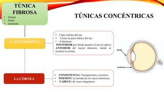 TÚNICA
FIBROSA
• Gruesa
• fuerte
• resistente.
LA ESCLERÓTICA
• Capa externa del ojo.
• Forma la parte blanca del ojo.
• 2 aberturas:
POSTERIOR por donde penetra el nervio óptico
ANTERIOR del mayor diámetro, donde se
localiza la córnea.
• CONSISTENCIA: Transparentes e incoloro.
• PERMITE: la entrada de los rayos luminosos.
• CARECE: de vasos sanguíneos.
LA CÓRNEA
TÚNICAS CONCÉNTRICAS
 