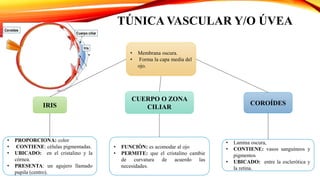 COROÍDES
• Membrana oscura.
• Forma la capa media del
ojo.
CUERPO O ZONA
CILIARIRIS
• PROPORCIONA: color
• CONTIENE: células pigmentadas.
• UBICADO: en el cristalino y la
córnea.
• PRESENTA: un agujero llamado
pupila (centro).
• FUNCIÓN: es acomodar al ojo
• PERMITE: que el cristalino cambie
de curvatura de acuerdo las
necesidades.
• Lamina oscura,
• CONTIENE: vasos sanguíneos y
pigmentos
• UBICADO: entre la esclerótica y
la retina.
TÚNICA VASCULAR Y/O ÚVEA
 