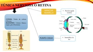 PUNTO CIEGO
• Porción aguda
(conos).
CONOS: Visión de colores
(Diurna).
BASTONES: Colores blanco,
negro, gris (Nocturna).
• Insensible a la
luz
MANCHA
AMARILLA
TÚNICA NERVIOSA O RETINA
 