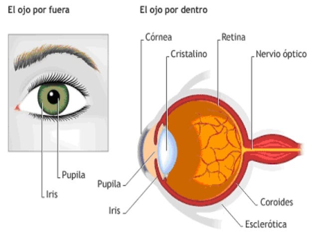 Sentido de la vista[1].ppt2