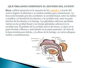 ¿   QUÉ ÓRGANOS COMPONEN EL SENTIDO DEL GUSTO?
Boca, orificio presente en la mayoría de los animales, a través del
cual se ingiere el alimento y se emiten sonidos para comunicarse. La
boca está formada por dos cavidades: la cavidad bucal, entre los labios
y mejillas y el frontal de los dientes, y la cavidad oral, entre la parte
interior de los dientes y la faringe. Las glándulas salivares parótidas
vierten en la cavidad bucal y las demás glándulas salivares en la
cavidad oral. El paladar de la cavidad oral es de hueso, es duro en la
parte frontal y fibroso y más blando en la parte posterior. El cielo de
la boca termina por detrás, a la altura de la faringe, en varios pliegues
sueltos y membranosos.
 