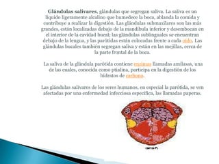 Glándulas salivares, glándulas que segregan saliva. La saliva es un
  líquido ligeramente alcalino que humedece la boca, ablanda la comida y
 contribuye a realizar la digestión. Las glándulas submaxilares son las más
grandes, están localizadas debajo de la mandíbula inferior y desembocan en
  el interior de la cavidad bucal; las glándulas sublinguales se encuentran
 debajo de la lengua, y las parótidas están colocadas frente a cada oído. Las
 glándulas bucales también segregan saliva y están en las mejillas, cerca de
                          la parte frontal de la boca.

 La saliva de la glándula parótida contiene enzimas llamadas amilasas, una
   de las cuales, conocida como ptialina, participa en la digestión de los
                            hidratos de carbono.

Las glándulas salivares de los seres humanos, en especial la parótida, se ven
 afectadas por una enfermedad infecciosa específica, las llamadas paperas.
 