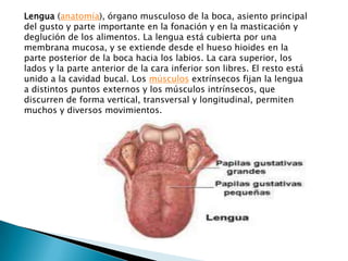 Lengua (anatomía), órgano musculoso de la boca, asiento principal
del gusto y parte importante en la fonación y en la masticación y
deglución de los alimentos. La lengua está cubierta por una
membrana mucosa, y se extiende desde el hueso hioides en la
parte posterior de la boca hacia los labios. La cara superior, los
lados y la parte anterior de la cara inferior son libres. El resto está
unido a la cavidad bucal. Los músculos extrínsecos fijan la lengua
a distintos puntos externos y los músculos intrínsecos, que
discurren de forma vertical, transversal y longitudinal, permiten
muchos y diversos movimientos.
 