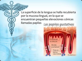 • La superficie de la lengua se halla recubierta
  por la mucosa lingual, en la que se
  encuentran pequeñas elevaciones cónicas
  llamadas papilas
 