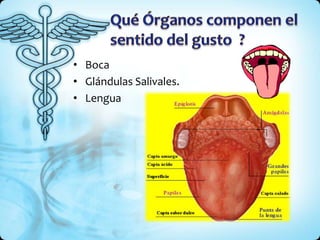 • Boca
• Glándulas Salivales.
• Lengua
 