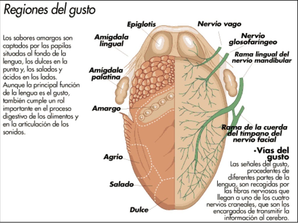 Sentido del gusto
