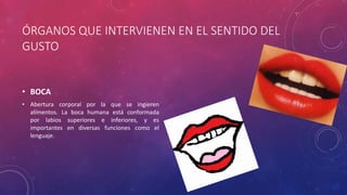 ÓRGANOS QUE INTERVIENEN EN EL SENTIDO DEL
GUSTO
• BOCA
• Abertura corporal por la que se ingieren
alimentos. La boca humana está conformada
por labios superiores e inferiores, y es
importantes en diversas funciones como el
lenguaje.
 