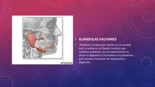 • GLÁNDULAS SALIVARES
• Producen la saliva que vierten en la cavidad
oral. La saliva es un líquido incoloro que
contiene proteínas, su principal función es
iniciar la digestión al humedecer los alimentos
para ayudar al proceso de masticación y
deglución.
 