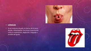 • LENGUA
• Es un músculo situado al interior de la boca.
Ayuda a desempeñar funciones importantes
como la masticación, deglución, lenguaje y
sentido del gusto.
 