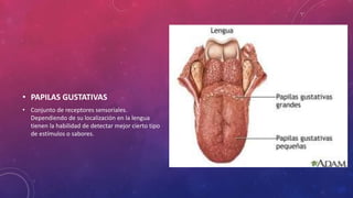 • PAPILAS GUSTATIVAS
• Conjunto de receptores sensoriales.
Dependiendo de su localización en la lengua
tienen la habilidad de detectar mejor cierto tipo
de estímulos o sabores.
 