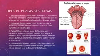 TIPOS DE PAPILAS GUSTATIVAS
• 1. Papilas fungiformes: tienen forma de hongo y se encuentran
distribuidas en la parte anterior del dorso y bordes laterales de
la lengua. Son sensibles a los sabores dulces, ácidos y salados
• 2. Papilas caliciformes: tienen forma de cáliz o copa y se
distribuyen cerca de la base de la lengua formando una V;
captan los sabores amargos.
• 3. Papilas filiformes: tienen forma de filamento y se
encuentran en la punta y bordes laterales de la lengua. A
diferencia de las papilas fungiformes y caliciformes no tienen
función gustativa, solamente son receptores táctiles y captan
la temperatura.
• 4. Papilas foliadas: Pliegues laterales y pequeños de mucosa
lingual que están poco desarrolladas. Además, gran parte de
ellas se localizan en la parte superior de la lengua.
 