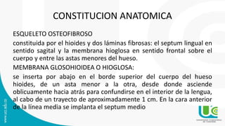 CONSTITUCION ANATOMICA
ESQUELETO OSTEOFIBROSO
constituida por el hioides y dos láminas fibrosas: el septum lingual en
sentido sagital y la membrana hioglosa en sentido frontal sobre el
cuerpo y entre las astas menores del hueso.
MEMBRANA GLOSOHIOIDEA O HIOGLOSA:
se inserta por abajo en el borde superior del cuerpo del hueso
hioides, de un asta menor a la otra, desde donde asciende
oblicuamente hacia atrás para confundirse en el interior de la lengua,
al cabo de un trayecto de aproximadamente 1 cm. En la cara anterior
de la línea media se implanta el septum medio
 